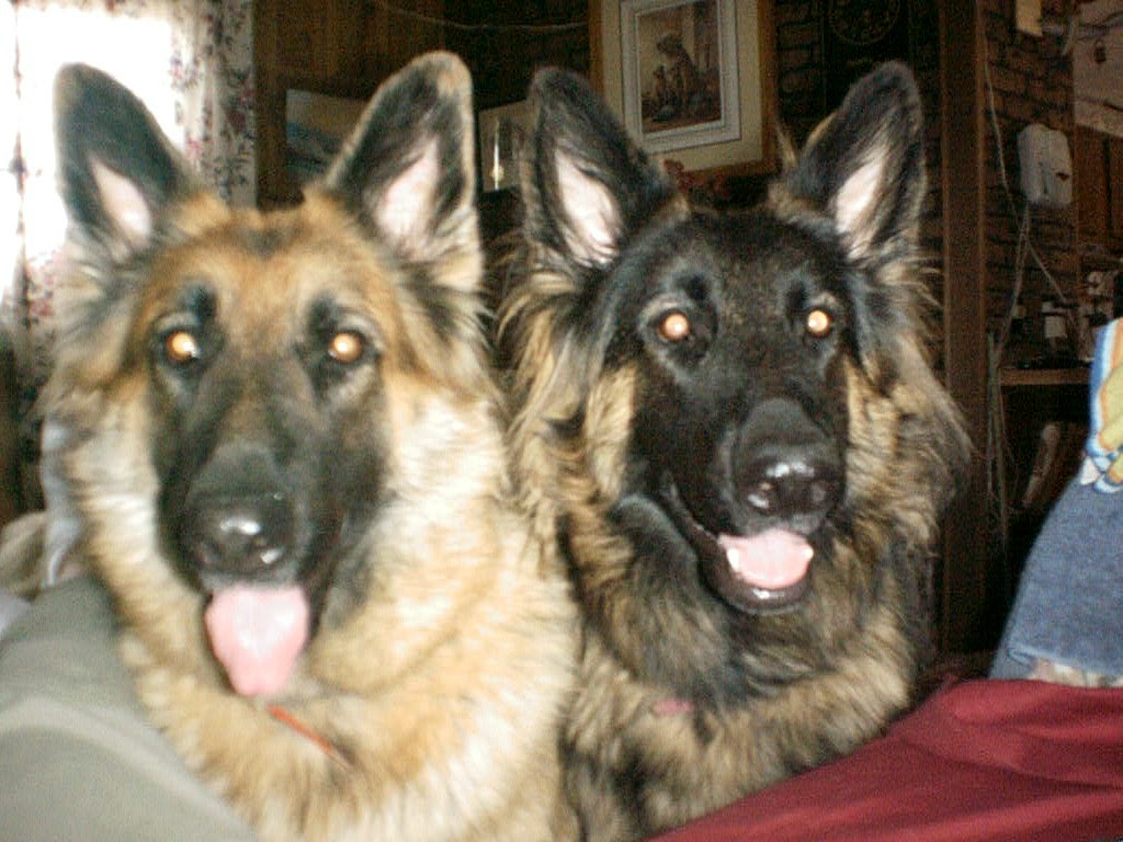 longcoat german shepherd Daisy