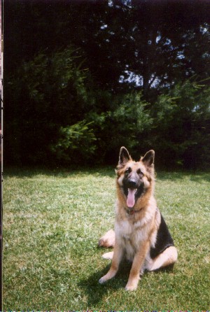 longhaired german shepherd Daisy