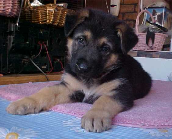 Shorthaired German Shepherd Puppies Shorthaired German Shepherd Puppies
