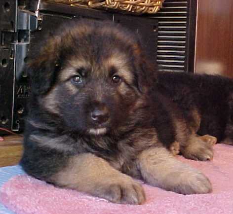 Lupo, the long haired German Shepherd puppy at 18 weeks