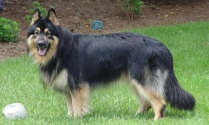 Long Haired German Shepherd on People Say It Is Like German Shepherd Heaven Here