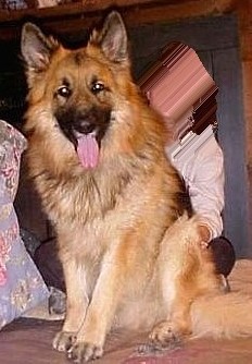 broad head german shepherds