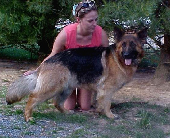 long haired german shepherd Spencer