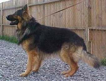 black and red german shepherd