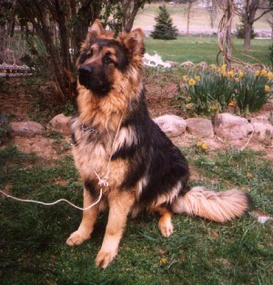 Samson