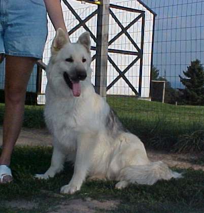 Soki longhaired german shepherd