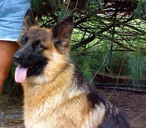 longhaired german shepherd Spencer