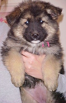 happy healthy german shepherd puppies