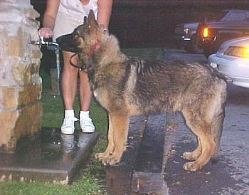 heavy boned german shepherds