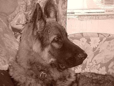 german shepherds with broad square muzzles