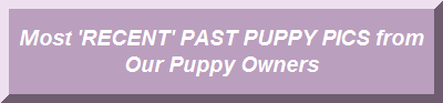 Our 'MOST RECENT'  PAST Puppy Pictures