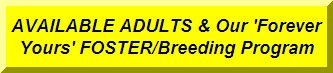 Available Adult German Shepherds
