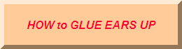 How to glue your German Shepherds ears up