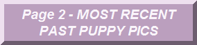 Page 2 - Most Recent Past Puppy Pics