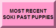 More Soki Pups