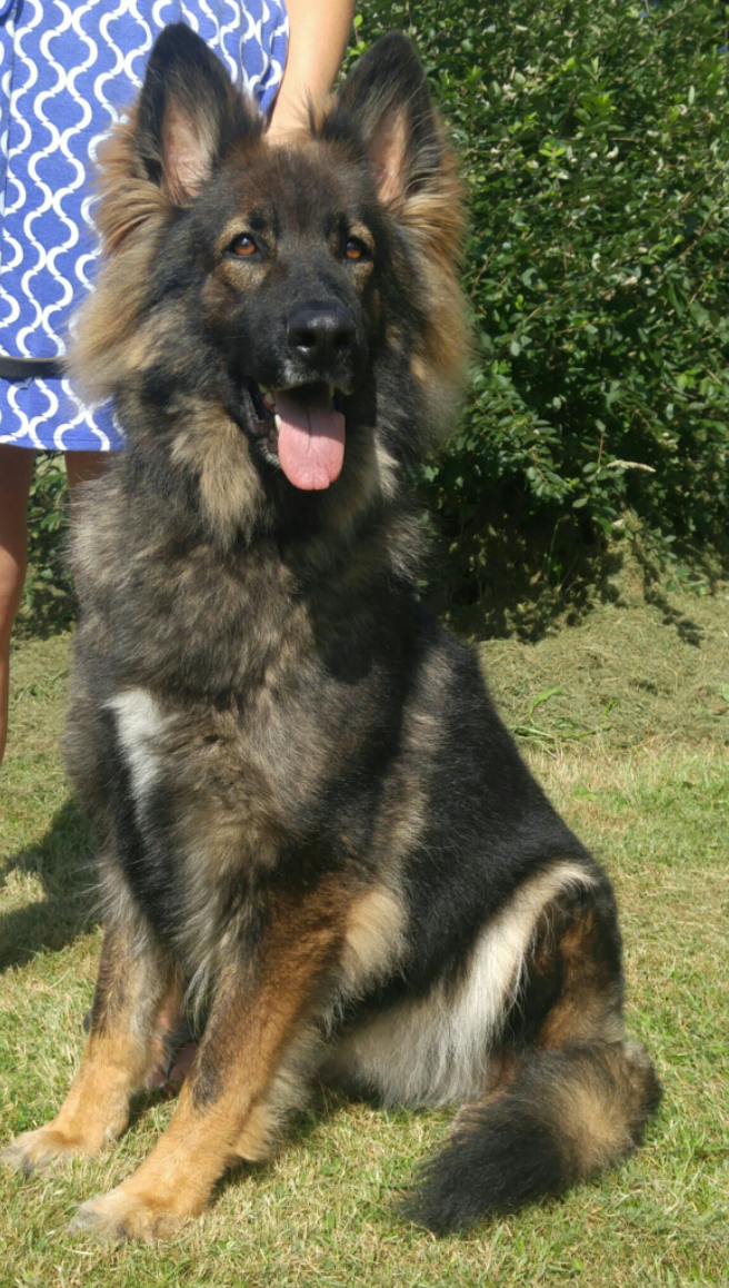 long haired sable german shepherd